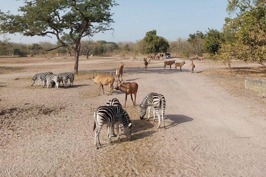 Safari at Fathala Wildlife Reserve 3