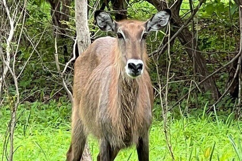 Safari at Fathala Wildlife Reserve 2