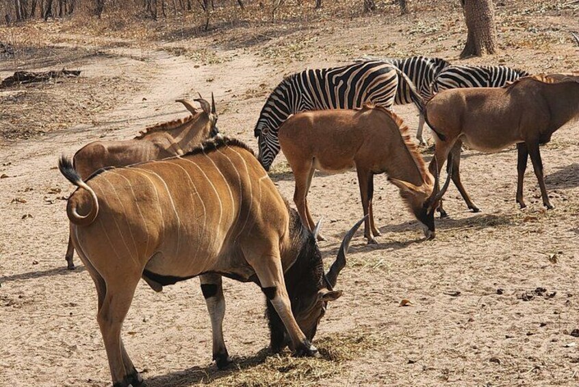 A group of antelopes and zebras grazing in a dry, open landscape. 2