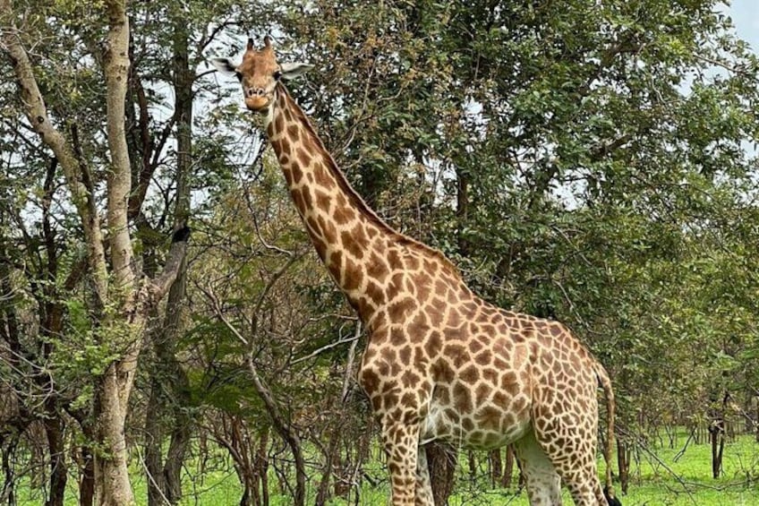 A giraffe standing in a forested area with trees and grass. 1
