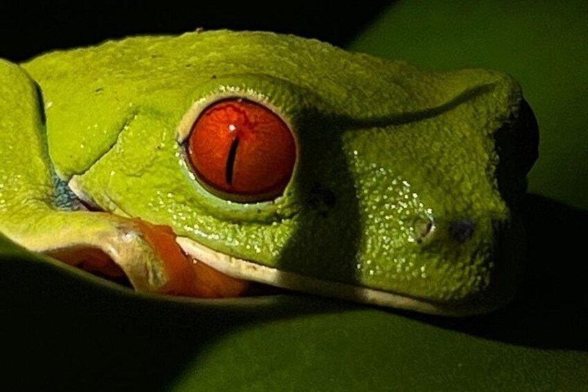 Primer plano de una rana verde con un ojo rojo llamativo. 3