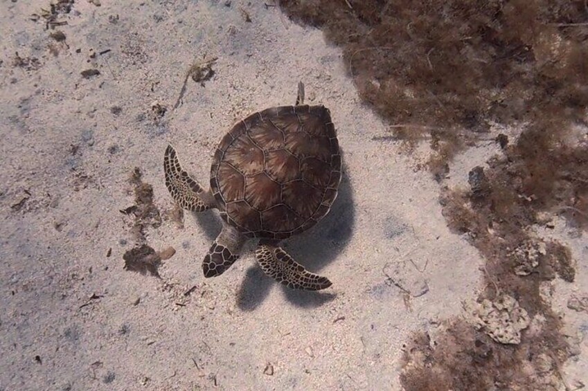 Een zeeschildpad op een zanderig strand. 3