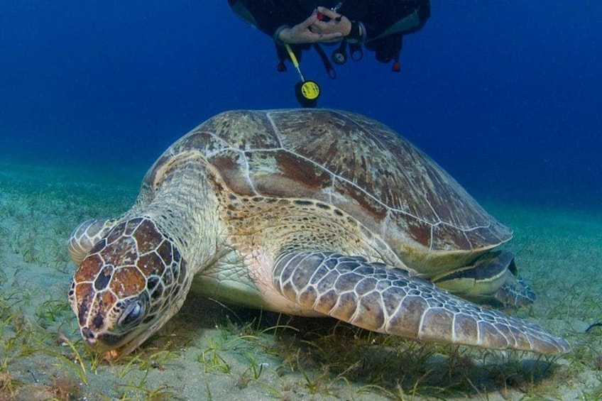 Een zeeschildpad op de zeebodem met een duiker erboven. 1