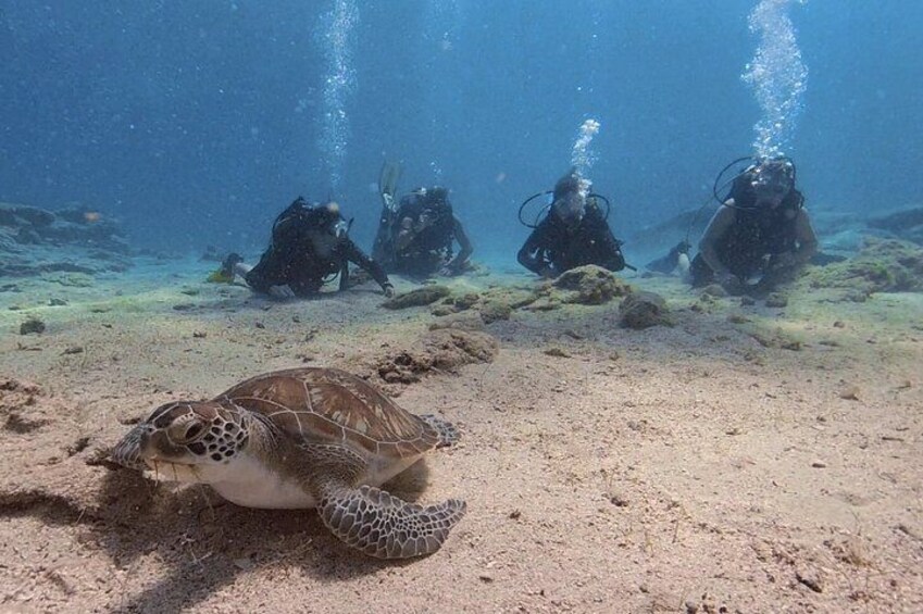 A sea turtle on a sandy ocean floor with divers in the background. 3