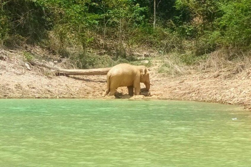 En elefant nær et vandløb med skov i baggrunden. 4