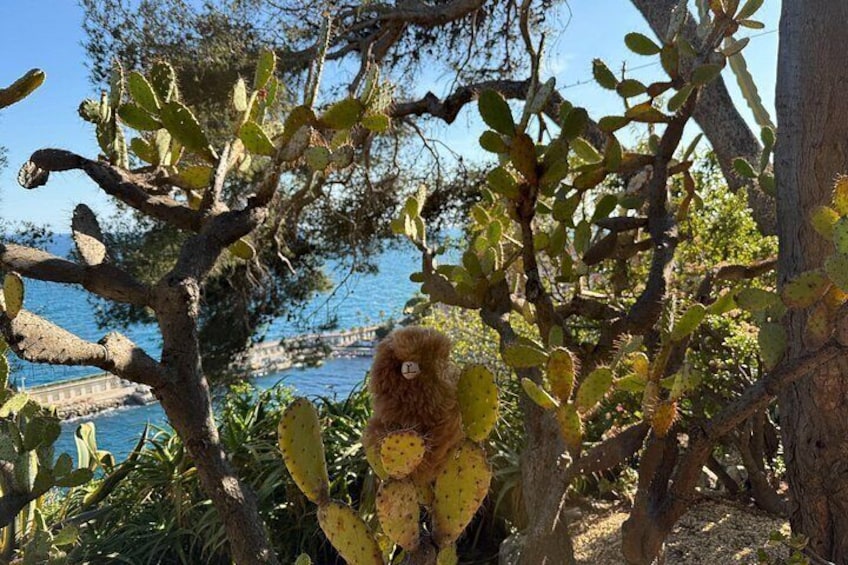 Un cactus con un oso de peluche en un entorno natural, con árboles y una masa de agua al fondo. 1
