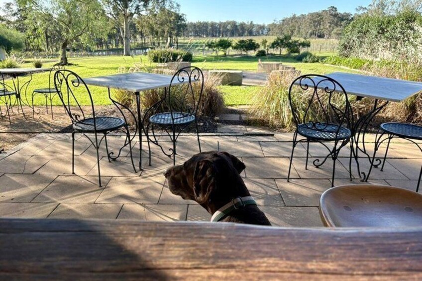 A dog sitting on a wooden deck overlooking a patio area with metal chairs and tables. 4
