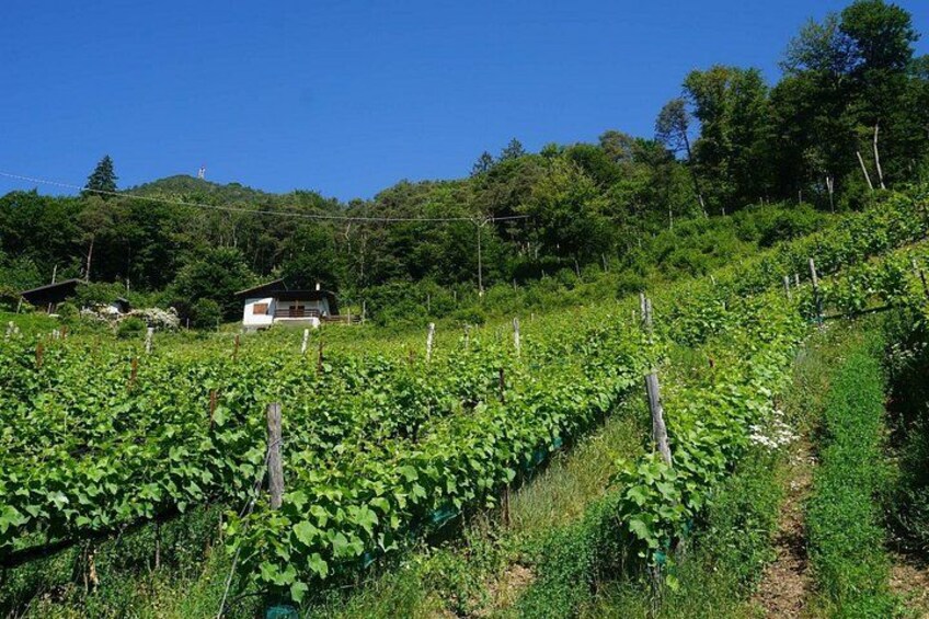 Guided Tour and Tasting Among the Vines of Lake Ledro 2