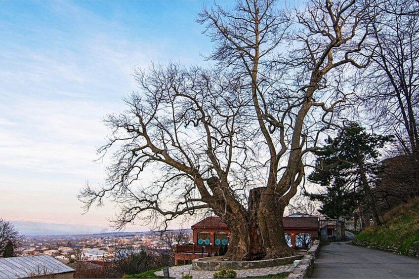 Shared Kakheti Wine and Culture Tour 2
