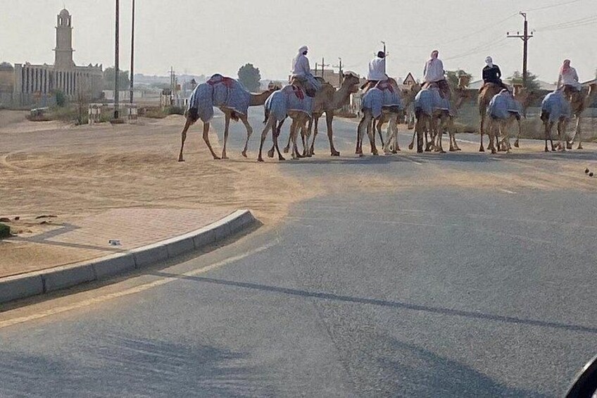 A group of people riding camels on a paved road. 5