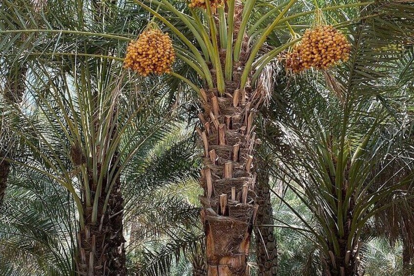 A palm tree with clusters of yellow fruits. 4