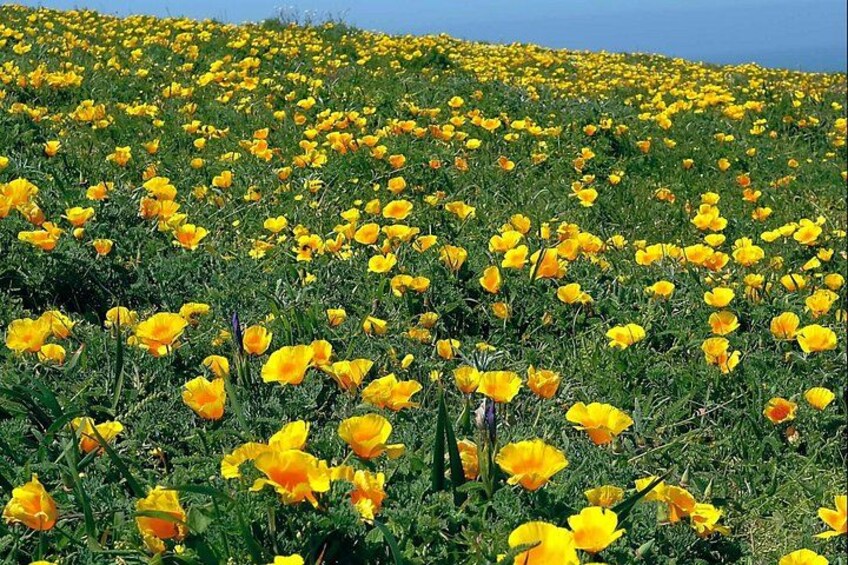 A Self-Guided Audio Tour Around Bodega Head 2