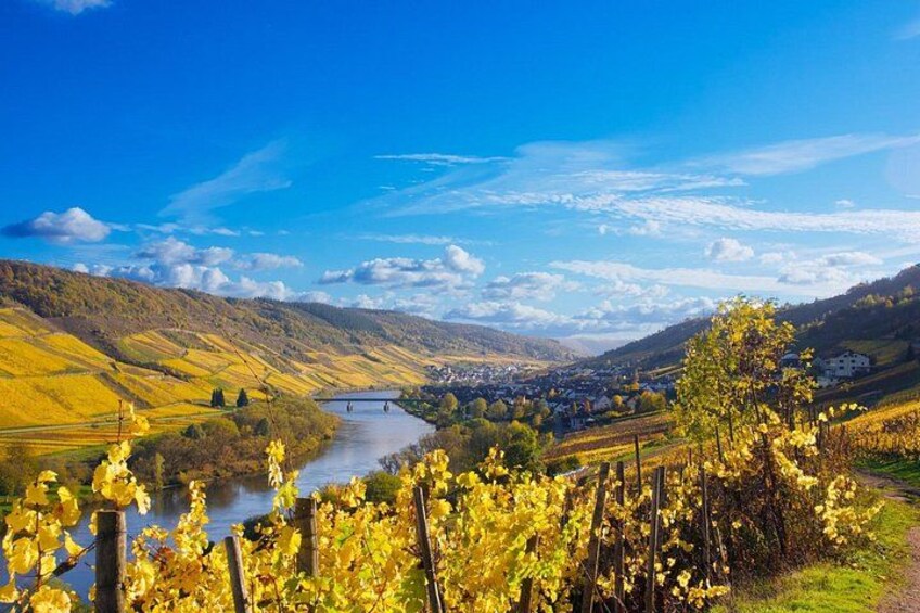 Mosel Organic Wine Tasting and Cellar Tour in Reil 5