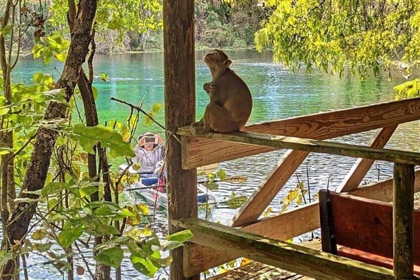 Silver Springs Jungle Kayaking and Paddleboarding 5