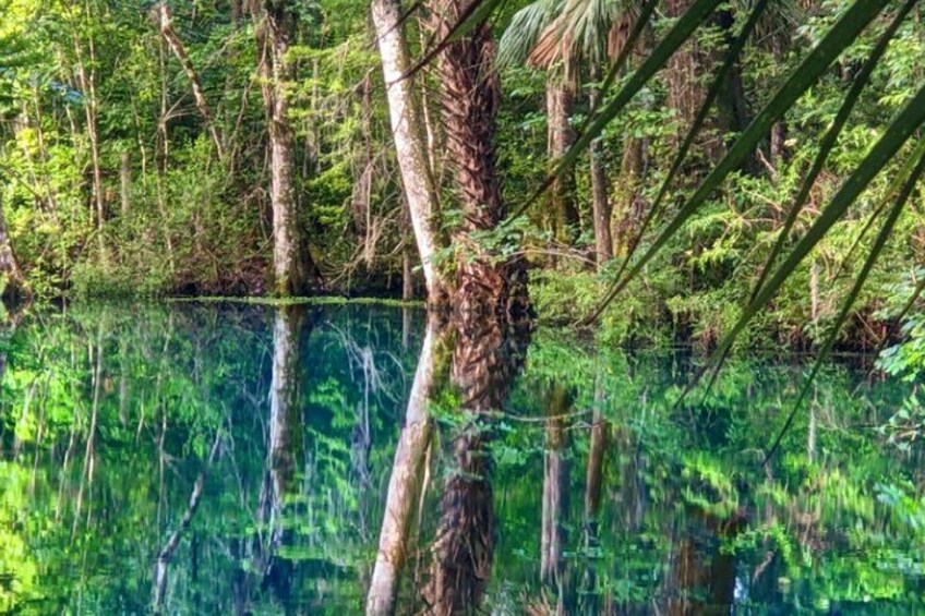 A swamp with a clear water body reflecting trees and vegetation. 5