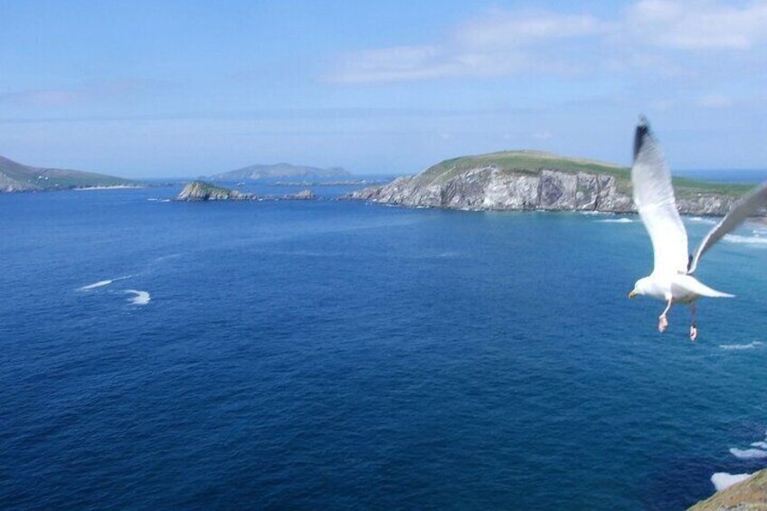 A seagull flying over a blue ocean with rocky cliffs in the background. 5