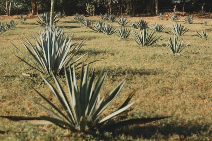 Cachasol Tequila Tasting & Raicilla Distillery Tour 2