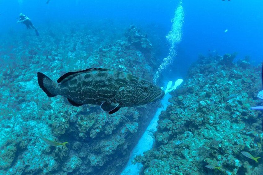 Belize Barrier Reef Two Tank Dive Experience / San Pedro Town 1