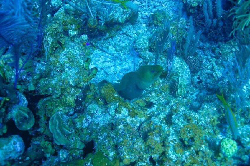 Scena subacquea con un pesce che nuota tra formazioni coralline. 2