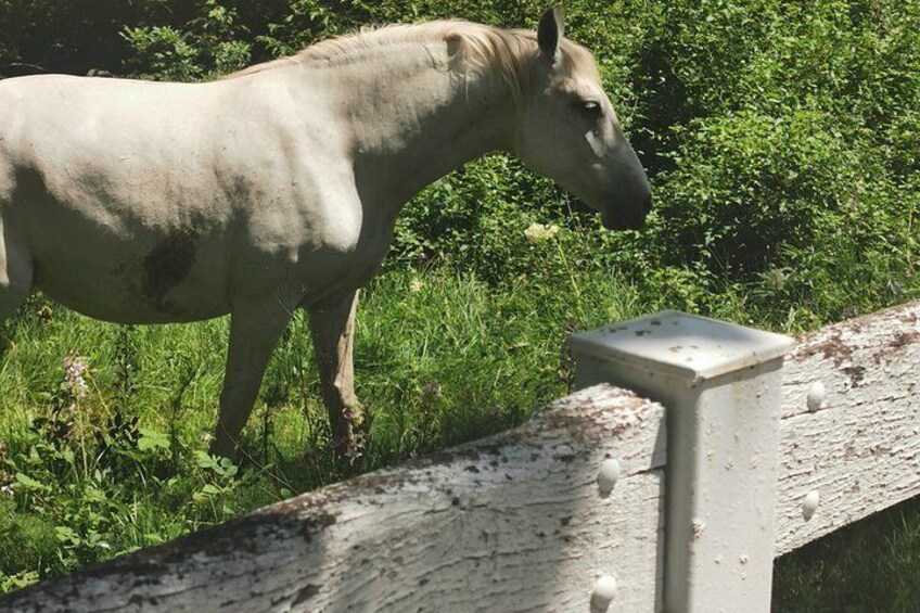 The Cradle of Lipizzaner horses - Half Day Trip from Ljubljana 4