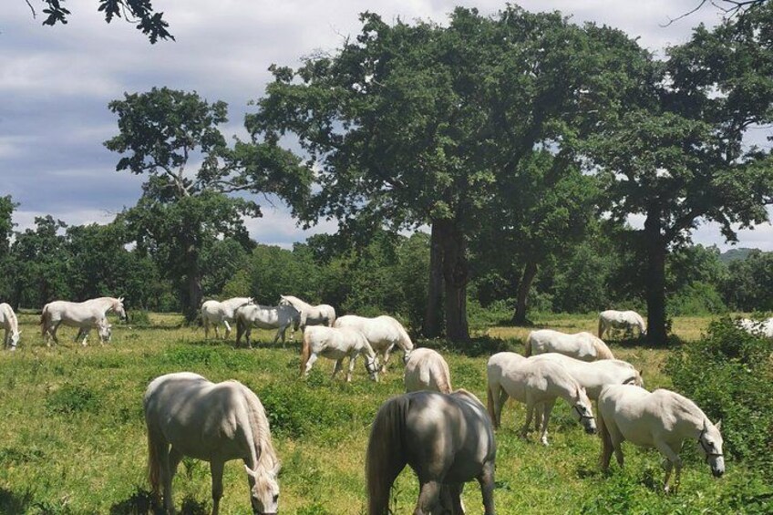 Een kudde paarden graast op een grasveld met bomen op de achtergrond. 2