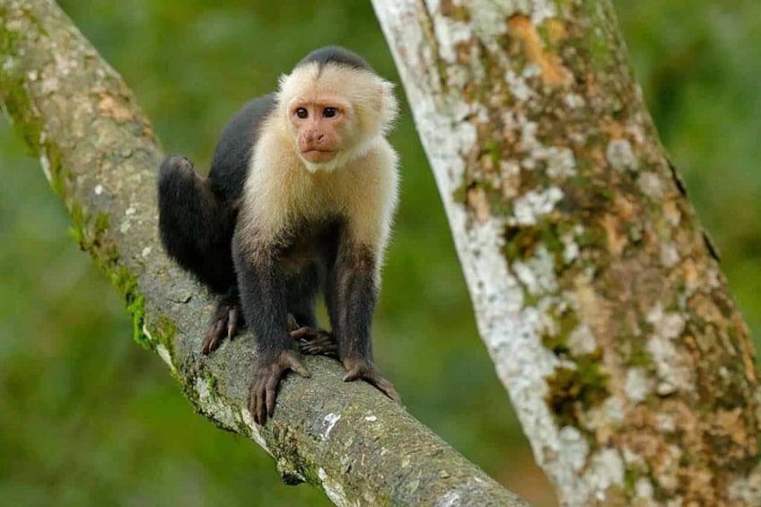 Un singe sur une branche d’arbre. 3