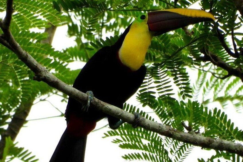 Un toucan était perché sur une branche d’arbre, au milieu d’un feuillage verdoyant. 2