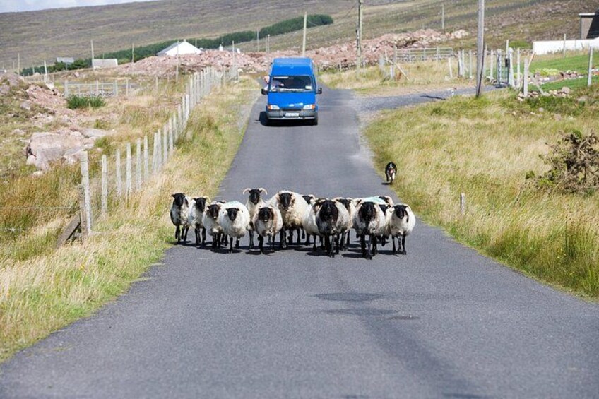 A road with a blue car approaching a group of sheep. 2
