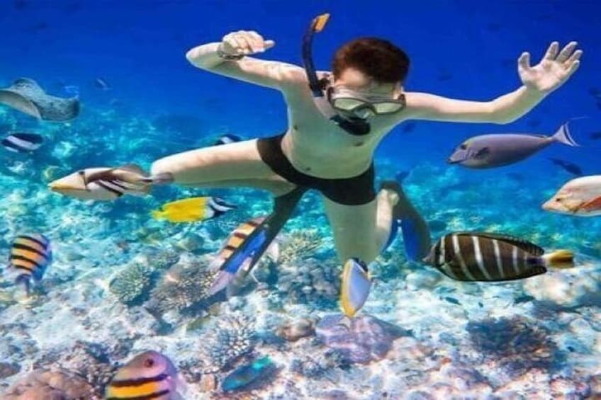 A person snorkeling underwater surrounded by various colorful fish. 2