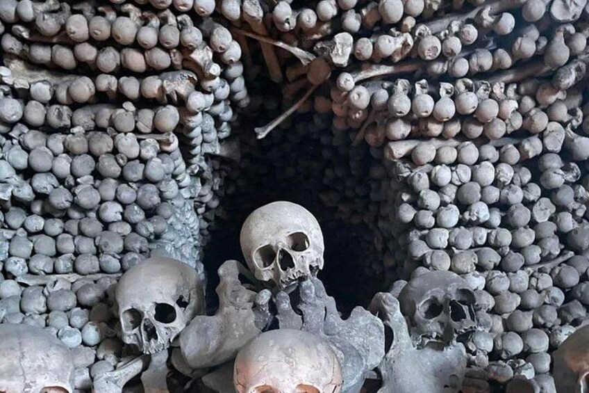 A collection of skulls and bones. 5