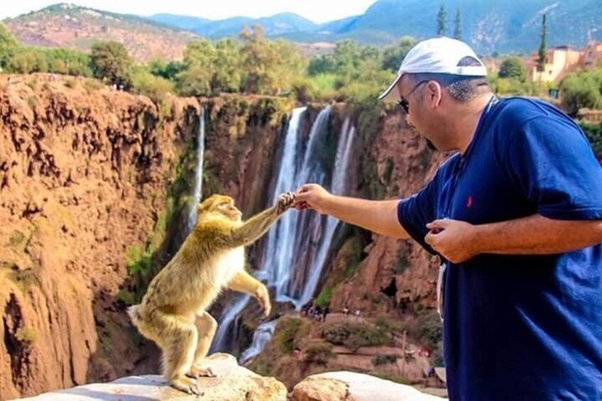 A monkey standing on a rock by a waterfall. 1