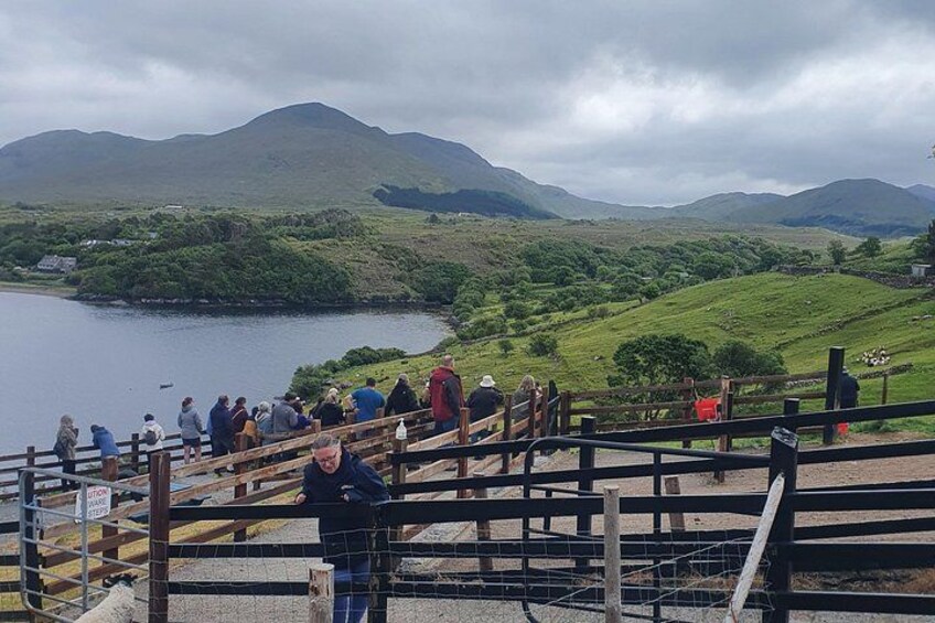 Connemara Half Day Tour 3