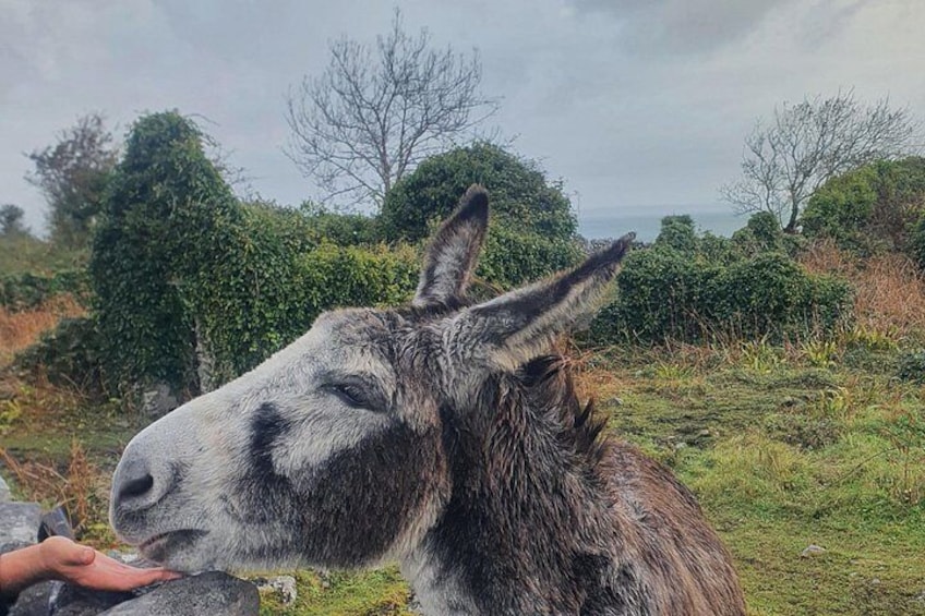 Connemara Half Day Tour 3