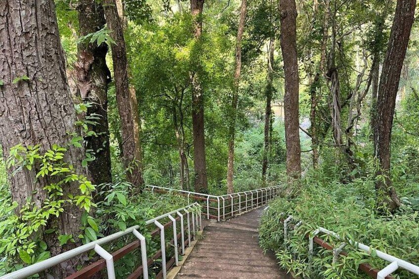 A wooden staircase surrounded by lush greenery and trees. 3