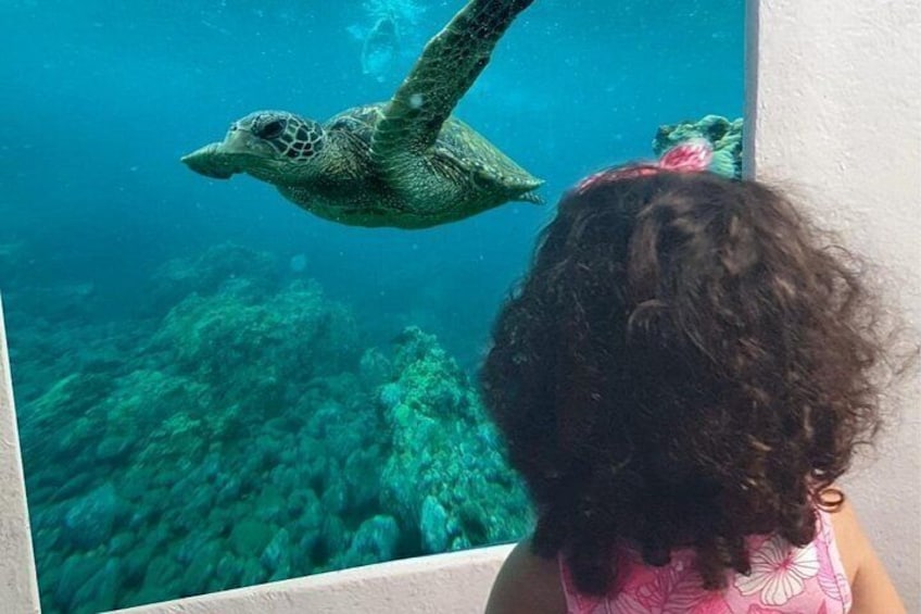 Una persona observando una tortuga marina nadando en un acuario. 2
