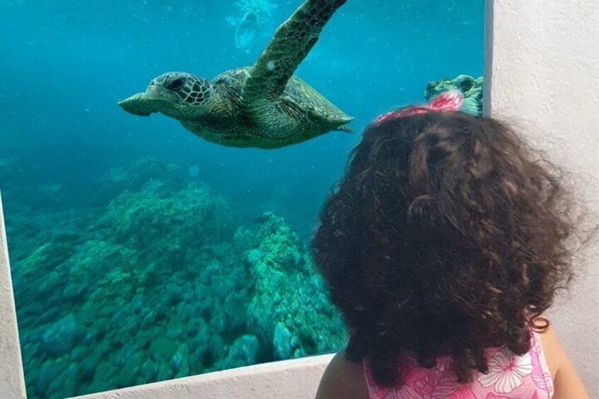Iemand bekijkt een zeeschildpad die in een aquarium zwemt. 3