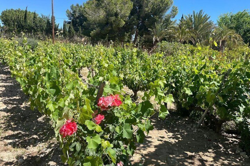 Viñedo con hileras de vides y algunas flores rojas en flor. 4