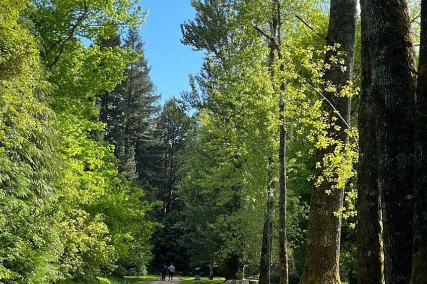 Een bosweg met hoge bomen en een heldere lucht. 2