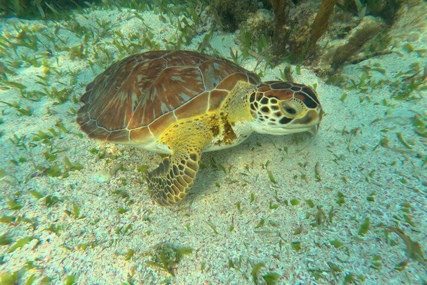 A sea turtle swimming near the ocean floor with seaweed and sand. 4