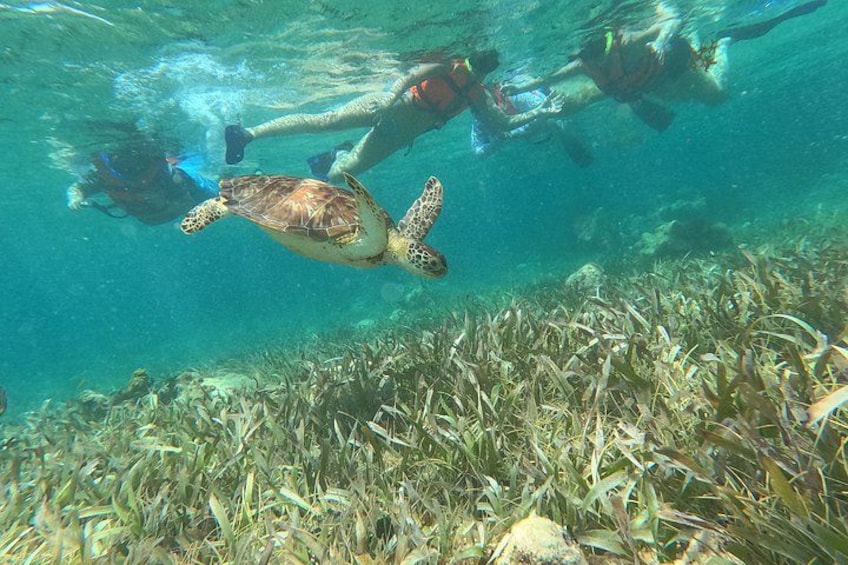 A sea turtle swimming underwater with divers. 5