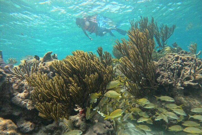 An underwater scene with coral formations and a diver in the background. 1