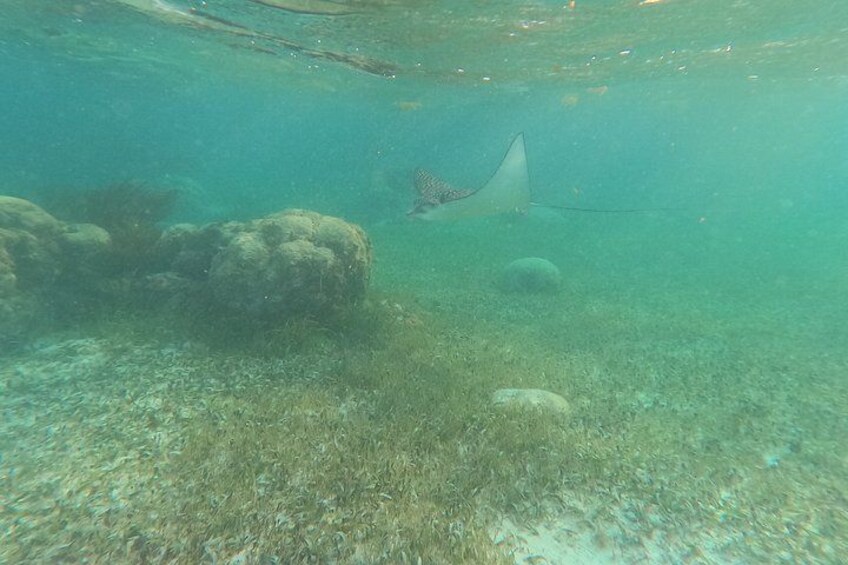An underwater scene with a stingray swimming near coral formations. 3