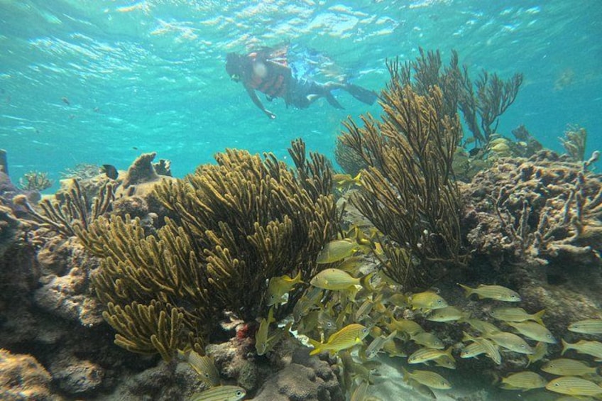 A diver exploring a coral reef with various fish species and underwater vegetation. 1