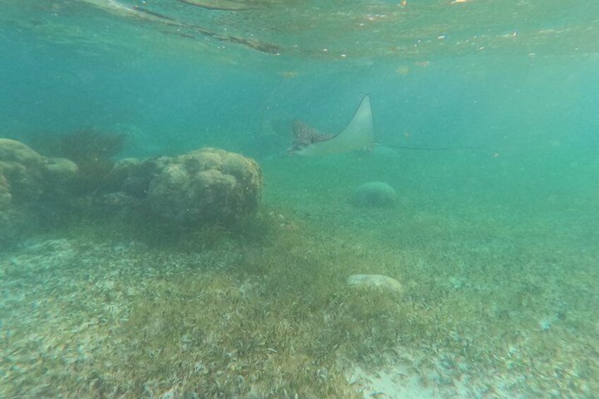 An underwater scene with a stingray swimming near the ocean floor, surrounded by rocks and marine vegetation. 3