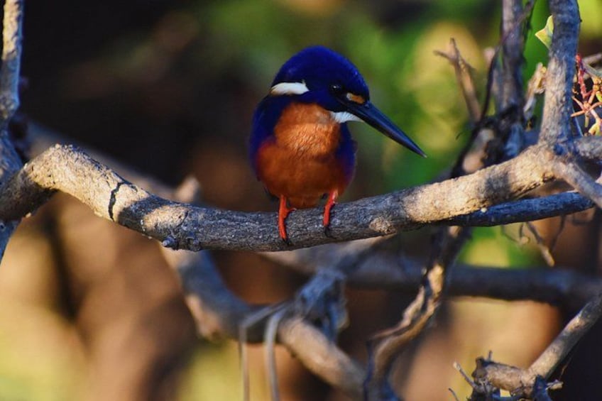 A kingfisher perched on a branch. 4