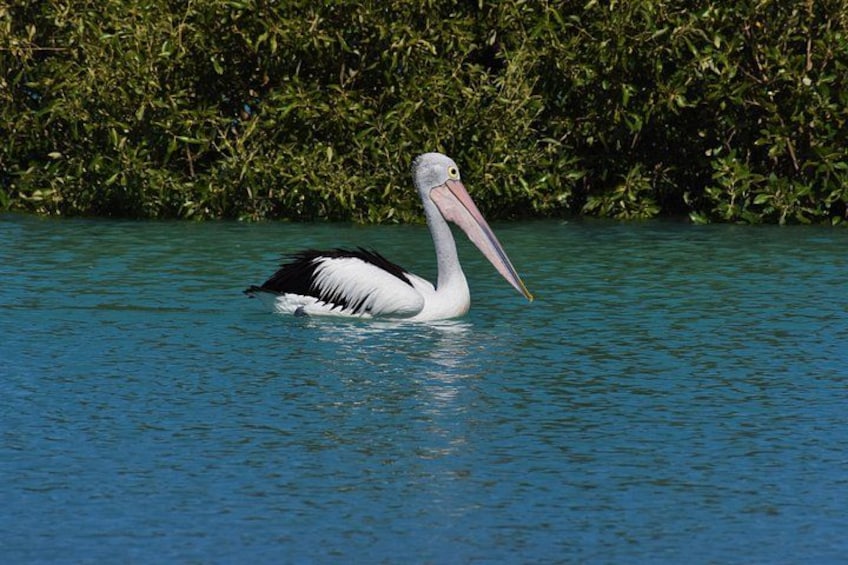 A pelican floating on water with a dense green foliage background. 3