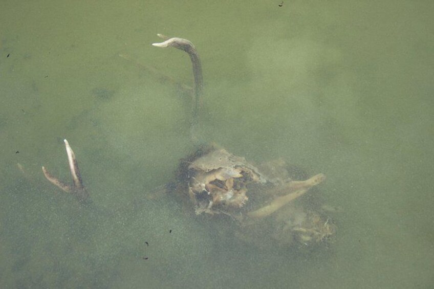 A submerged skull with a long bone and two protruding bones in murky water. 3