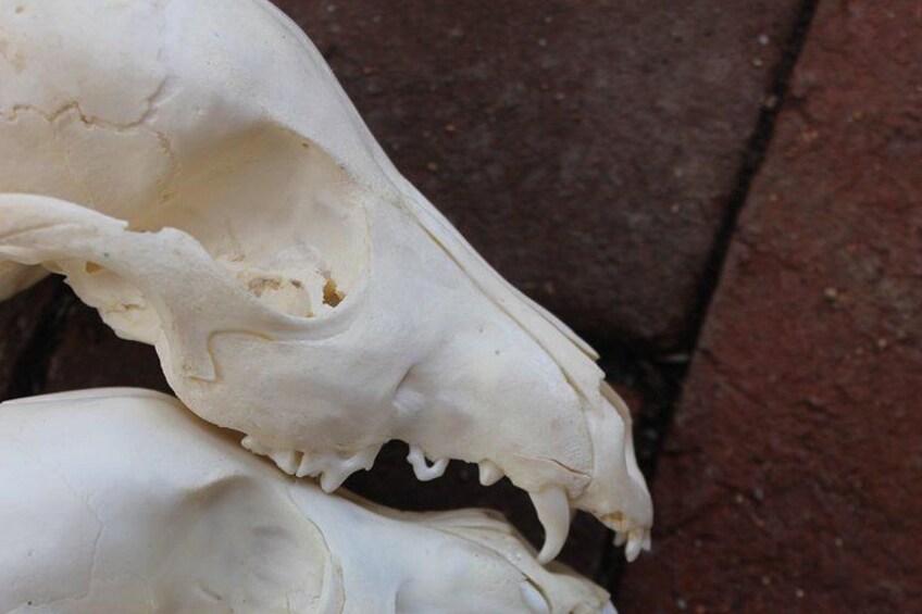 A skull with visible teeth and a broken jaw. 5