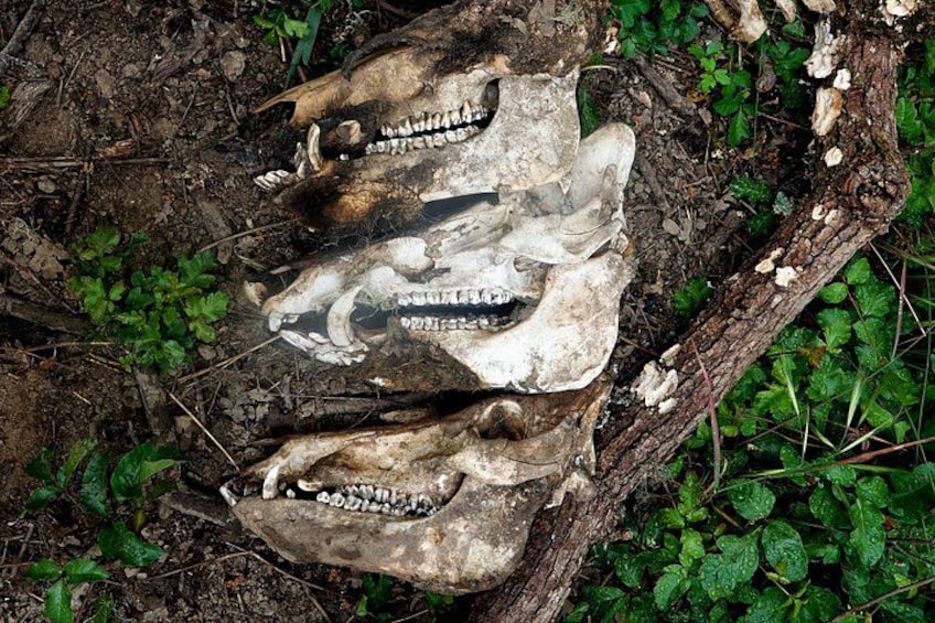 A skull with a bone structure and teeth, lying on the ground amidst green foliage and a piece of wood. 2