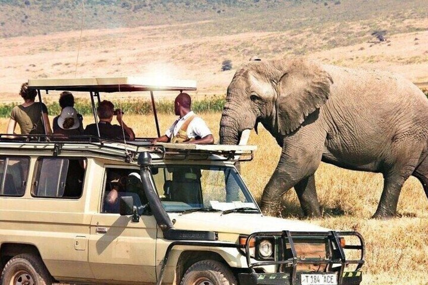 Un veicolo safari con passeggeri che osservano un elefante in un campo erboso. 5